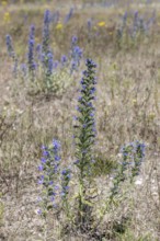 Adder's tongue (Echium vulgare), Emsland, Lower Saxony, Germany, Europe