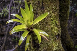 Bromeliad (Bromeliaceae) growing on a tree trunk in the rainforest, Poás National Park, central