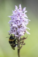 Moorland spotted orchid (Dactylorhiza maculata) with Large earth bumblebee (Bombus terrestris),