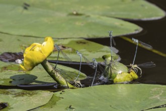 Azure damselflies (Coenagrion puella) laying eggs, Emsland, Lower Saxony, Germany, Europe