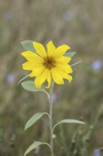 Sunflower (Helianthus annuus), Emsland, Lower Saxony, Germany, Europe