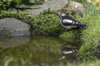 Great spotted woodpecker (Dendrocopos major), juvenile, Emsland, Lower Saxony, Germany, Europe