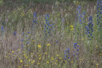 Adder's tongue (Echium vulgare), Emsland, Lower Saxony, Germany, Europe