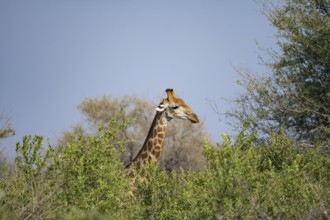 Southern giraffe (Giraffa giraffa giraffa), among the trees, African savannah, Kruger National