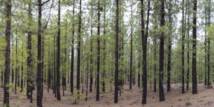 Canary Island pines after a forest fire, Arena Negras, Tenerife, Canary Islands, Spain, Europe