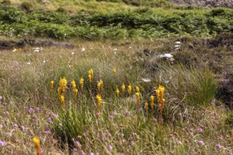 Yellow flowers and grasses in a lush heath with purple flowers and green vegetation, Common