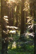 Sunbeams through a dense forest with a small path, Black Forest, Gechingen, Germany, Europe