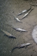 American crocodile (Crocodylus acutus) swimming in the water, from above, Rio Tarcoles, Carara