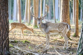 European fallow deer (Dama dama) buck in a forest, Bavaria, Germany, Europe