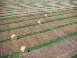 Straw bales on a harvested field, drone photo. Gotha, Thuringia, Germany, Europe