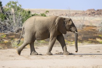 Desert elephant (Loxodonta africana) in the Ugab dry river, Damaraland, Kunene region, Namibia,