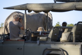 Tourists observing and taking photographs, pictures of an African elephant (Loxodonta africana)