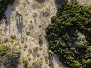 Desert elephants (Loxodonta africana) in the Hoanib dry river, aerial view, Kaokoveld, Kunene