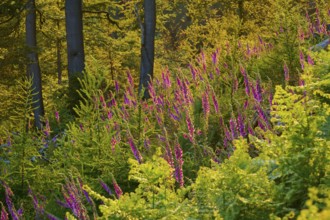 Forest in low mountain landscape in summer at sunset, green plants, ferns and Common foxglove