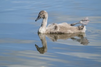 Mute swan (Cygnus olor), young bird swimming on a pond with one leg and foot in resting position,