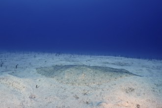 Butterfly ray (Gymnura altavela) camouflaged on the underwater sand under clear blue water. Dive