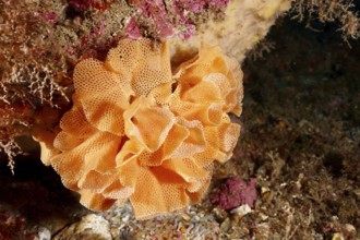 Neptune veil (Reteporella grimaldii) (Reteporella septentrionalis) with structured surface on the