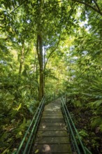 Path in the rainforest, dense vegetation, Tortuguero National Park, Costa Rica, Central America