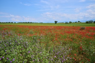 Flower meadow with poppies (Papaver), and sage (Salvia), in the background trees and a slightly