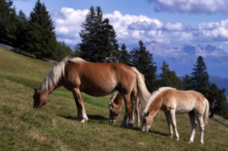 Haflinger horses with foal (Equus ferus caballus) on the pasture, mountain meadow, behind mountain