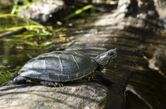 European pond turtle (Emys orbicularis), male, sunbathing, tree trunk, water, Lower Austria