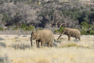 Desert elephants (Loxodonta africana) in the Ugab dry river, Damaraland, Kunene region, Namibia,