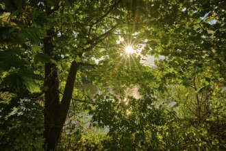 Sunny day at a river with lush vegetation and a shining sunbeam through the trees, autumn,