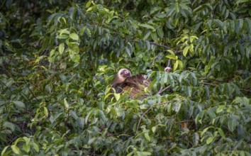 Brown-throated sloth (Bradypus variegatus) sleeping in a tree, Tortuguero National Park, Costa