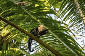 White-headed capuchin (Cebus capucinus) in a palm tree, Osa, Costa Rica, Central America