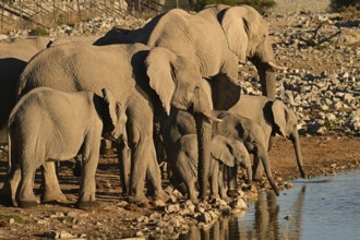 Herd of elephants (Loxodonta africana) drinking at a waterhole, Etosha National Park, Namibia,