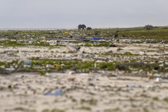 African forest elephants (Loxodonta cyclotis) rummaging through washed-up plastic waste on the