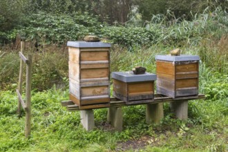 Three wooden beehives stand on an elevation in a green, overgrown landscape, biotope,