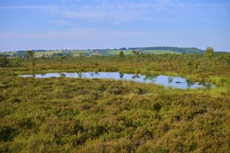 A tranquil moor lake bog eye in a green landscape under a blue sky, Schwarzes Moor, Fladungen,