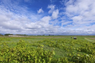 Wide landscape with green fields and hay bales under a cloudy sky, Lake Neusiedl National Park,