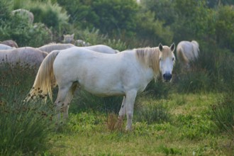 A white Camargue horse stands on a green meadow surrounded by plants and other horses, Camargue,