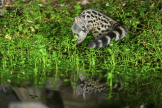 Young Common genet (Genetta genetta) at the shore of a lake, wildlife in a forest, Montseny