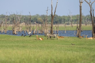 A warthog, Phacochoerus africanus, is running from the right to the left passing resting Puku