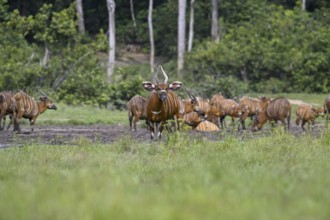 Bongo antelopes (Tragelaphus eurycerus) in the Dzanga Bai forest clearing, Dzanga-Ndoki National