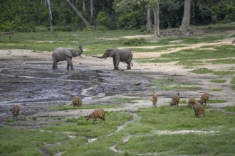 Forest elephants (Loxodonta cyclotis) and bongo antelopes (Tragelaphus eurycerus) in the Dzanga Bai