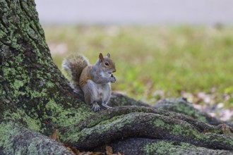 American grey squirrel (Sciurus carolinensis), sitting on a tree root in a green and natural