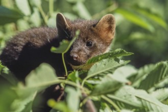 Pine marten (Martes martes) sitting in a cherry tree looking for cherries in spring. Bas Rhin,