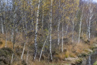 Birches (Betula pendula) in the moor, Emsland, Lower Saxony, Germany, Europe