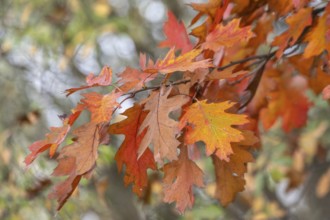 Autumn leaves of the red oak (Quercus rubrum), Emsland, Lower Saxony, Germany, Europe