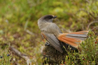 Unlucky jay (Perisoreus infaustus), among blueberries, back view, tail feathers spread out, autumn