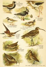 European golden plover (Pluvialis apricaria), northern lapwing (Vanellus vanellus), black-winged