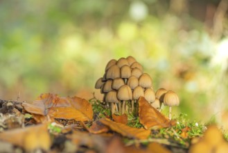 Common mica tintling (Coprinellus micaceus), close-up, nature photograph, Schneeren, Neustadt am