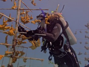 Coral farming. Diver cleans the frame on which young specimens of Elkhorn coral (Acropora palmata)