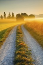 Golden morning light streams through fields of fog and the Rothenthurm high moor, Schwyz,