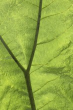 Close-up of a green leaf with clearly recognisable veins and fine texture