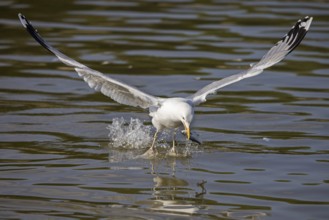 Yellow-legged gull (Larus michahellis) taking off from lake with caught fish prey in beak